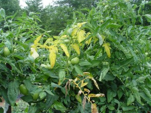 Yellowing and wilting of tomato plant branches.