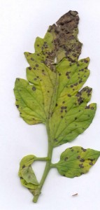 Small brown spots with gray centers and dark borders on leaf.