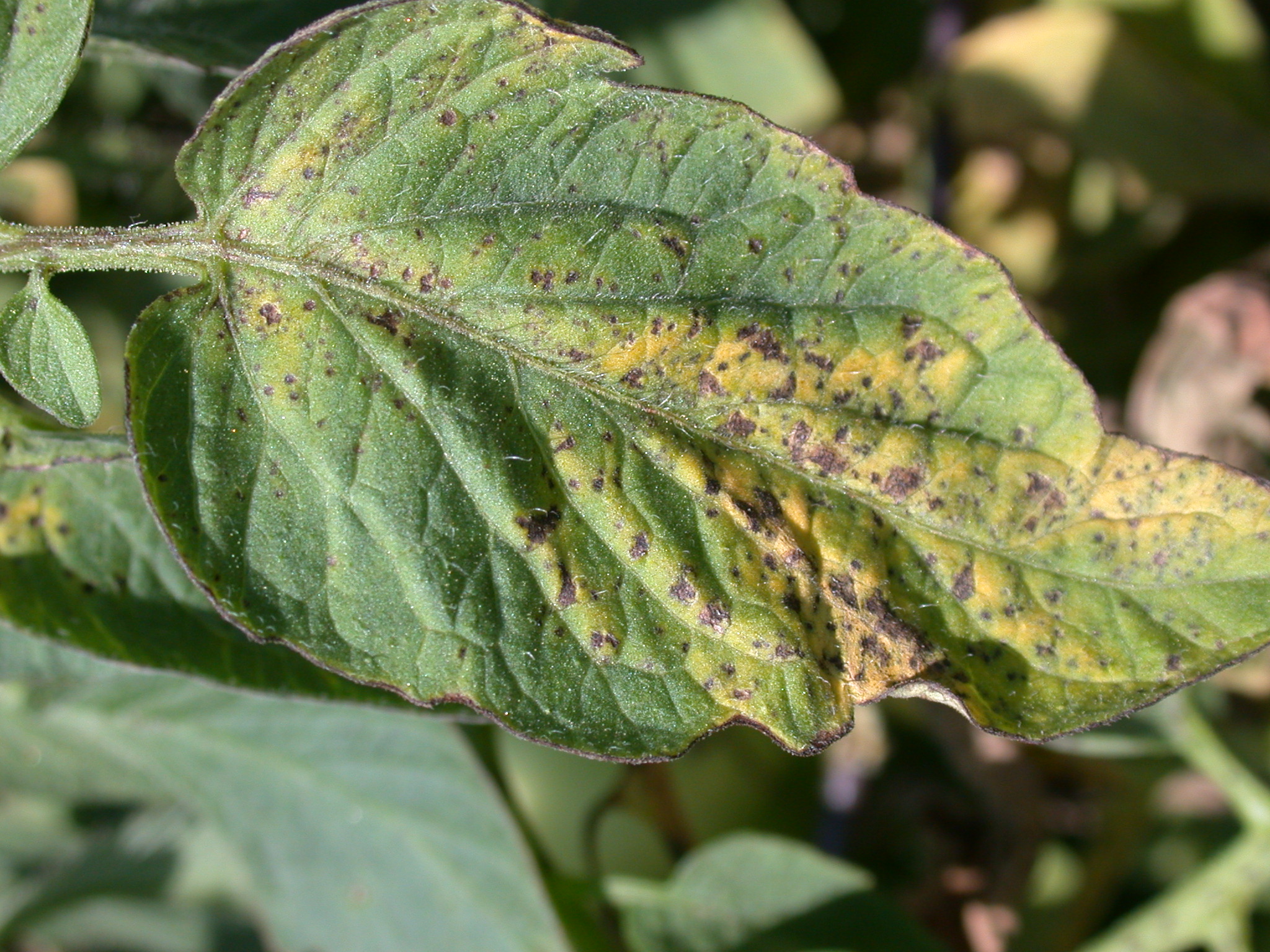 Bacterial spot – leaf spots.