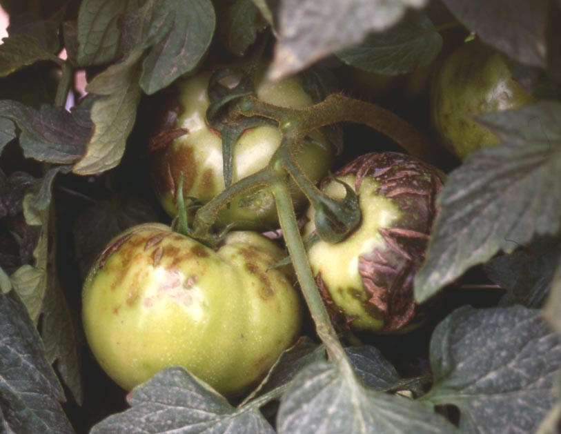 Alfalfa mosaic virus – browning and splitting of fruit.