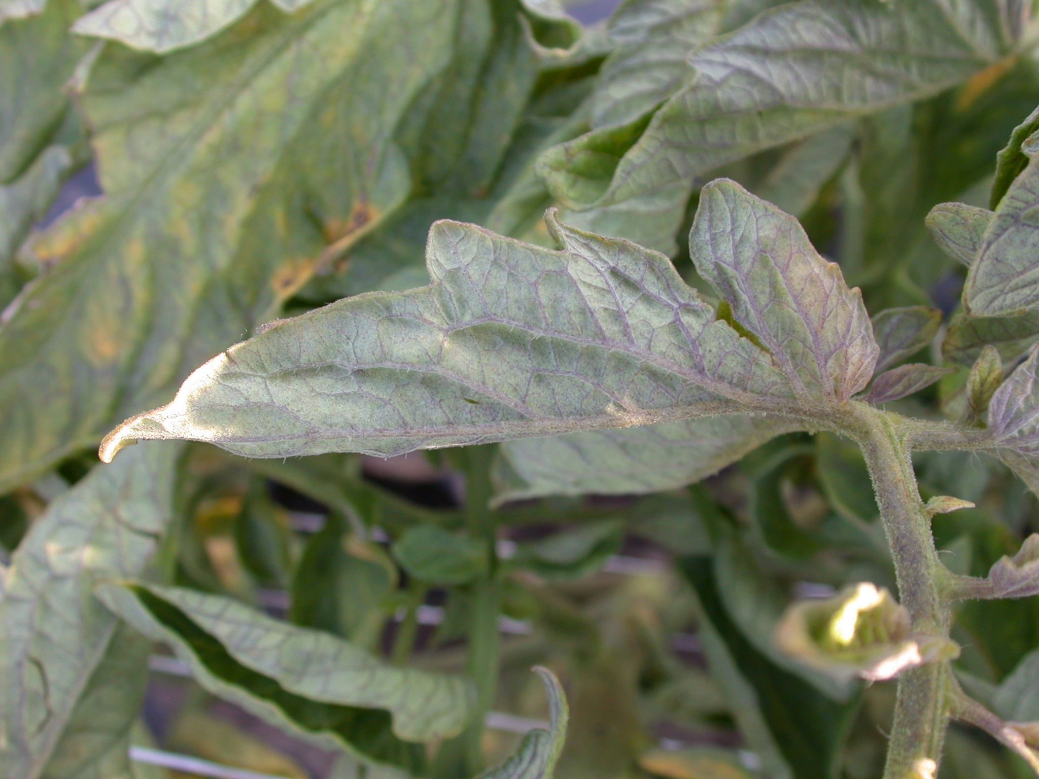 Beet curly top virus – purple leaf veins.