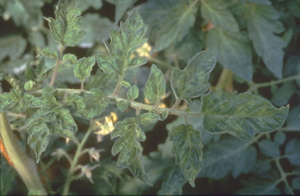 Tobacco mosaic virus – light and dark green mottling of leaves. 