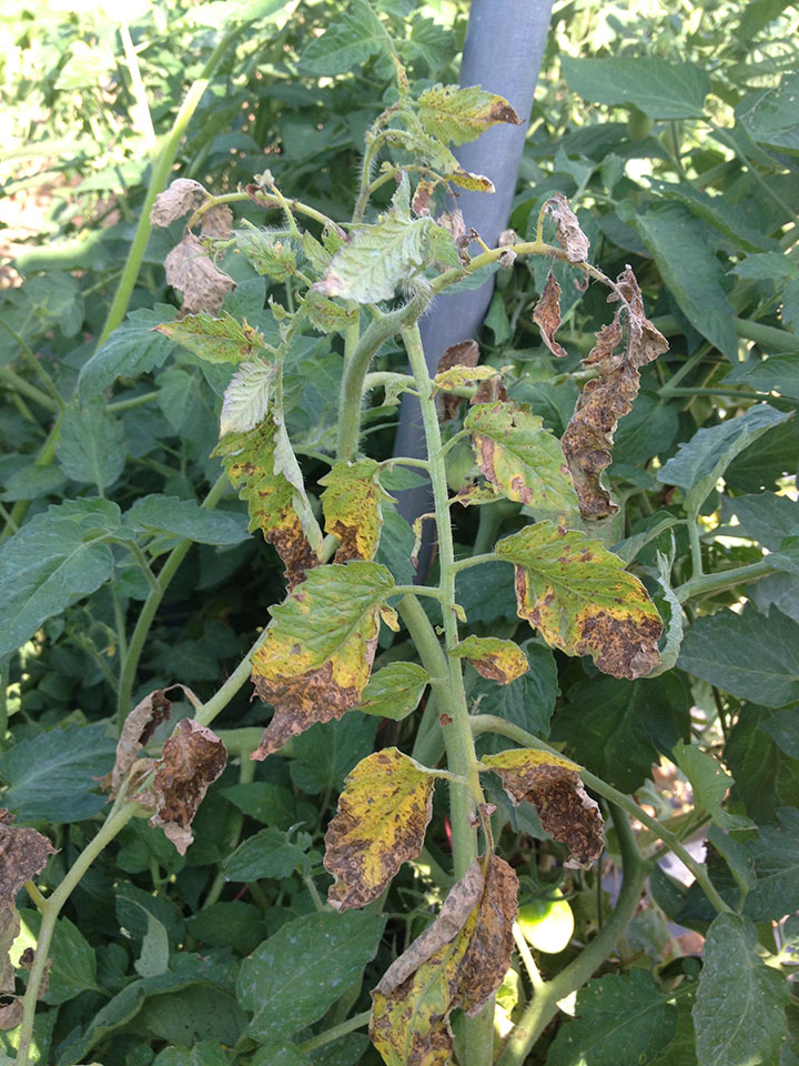 Tomato spotted wilt virus – spotting and wilting of upper leaves and shoots.