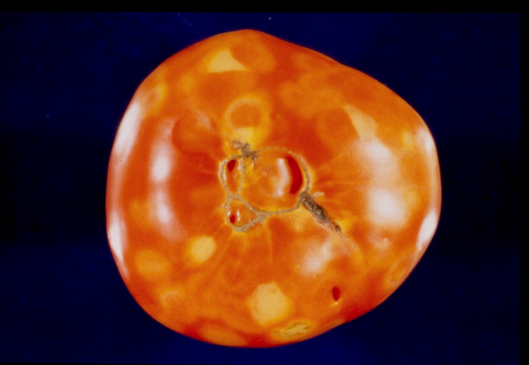 Tomato spotted wilt virus – ringspots on fruit.