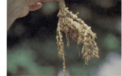 Root-knot nematode – galls or knots on roots.