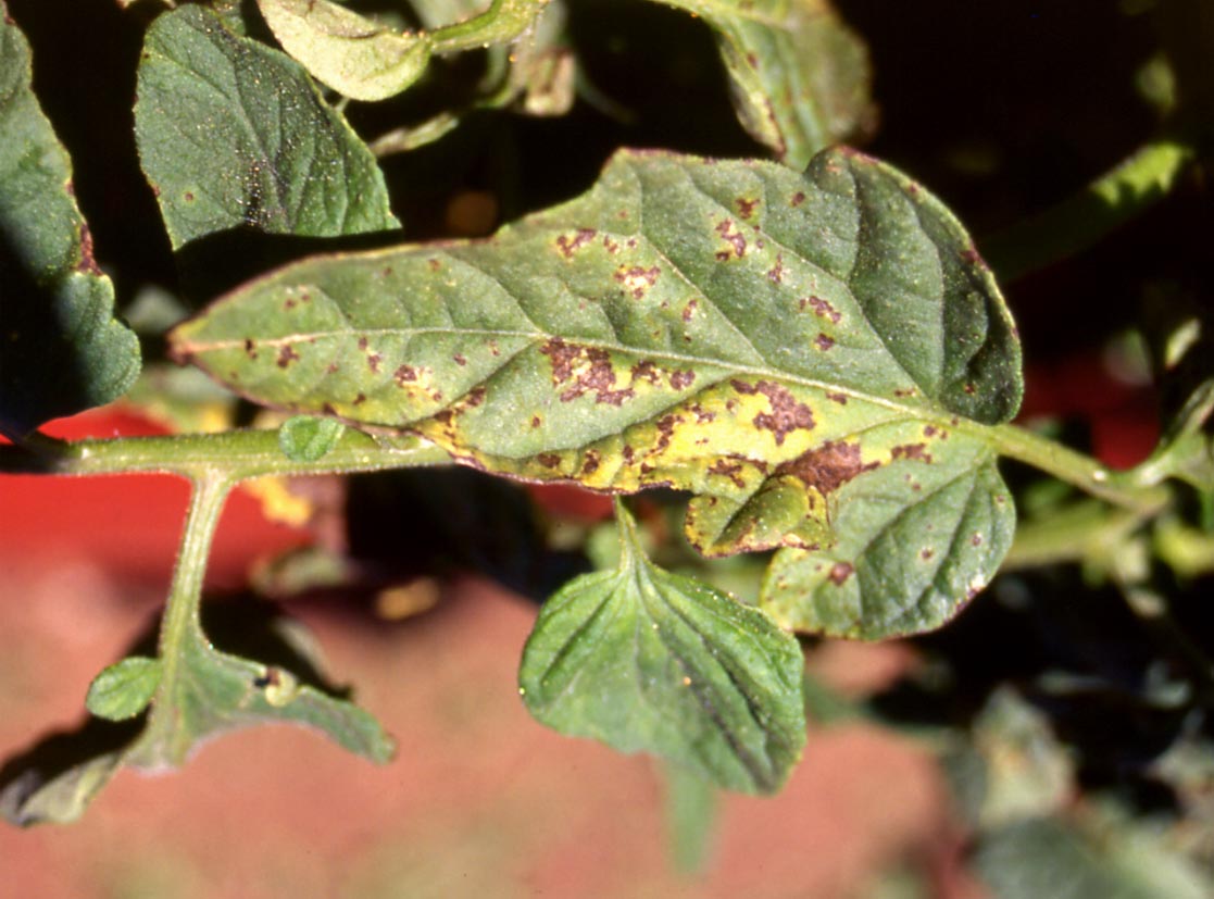 Common Diseases of Tomatoes- Part II: Diseases Caused by ...