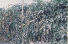 Bacterial wilt – sudden wilting without yellowing.