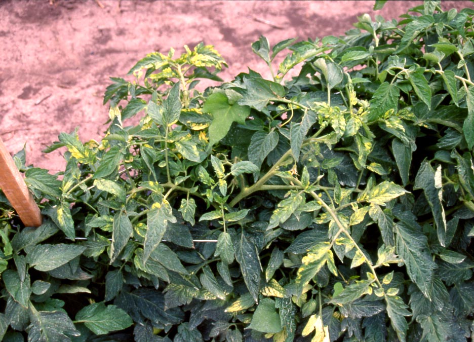  Alfalfa mosaic virus – yellow mosaic in foliage.