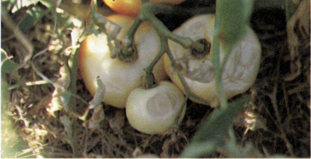 Tomatoes that are white from exposure to sunlight.