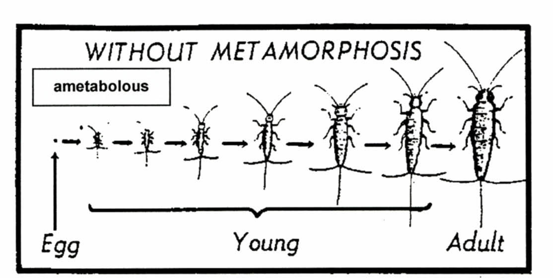 Black-and-white diagram illustrating ametabolous insect development from egg to adult, showing successive growth stages of a young insect without metamorphosis.