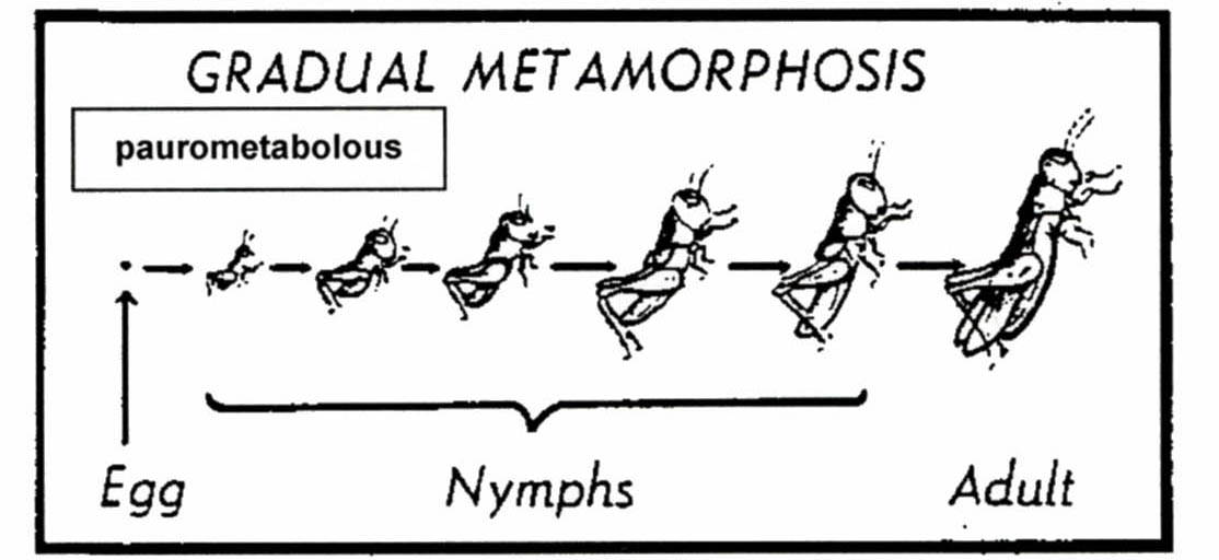 Diagram illustrating gradual insect metamorphosis from egg through nymph stages to adulthood.