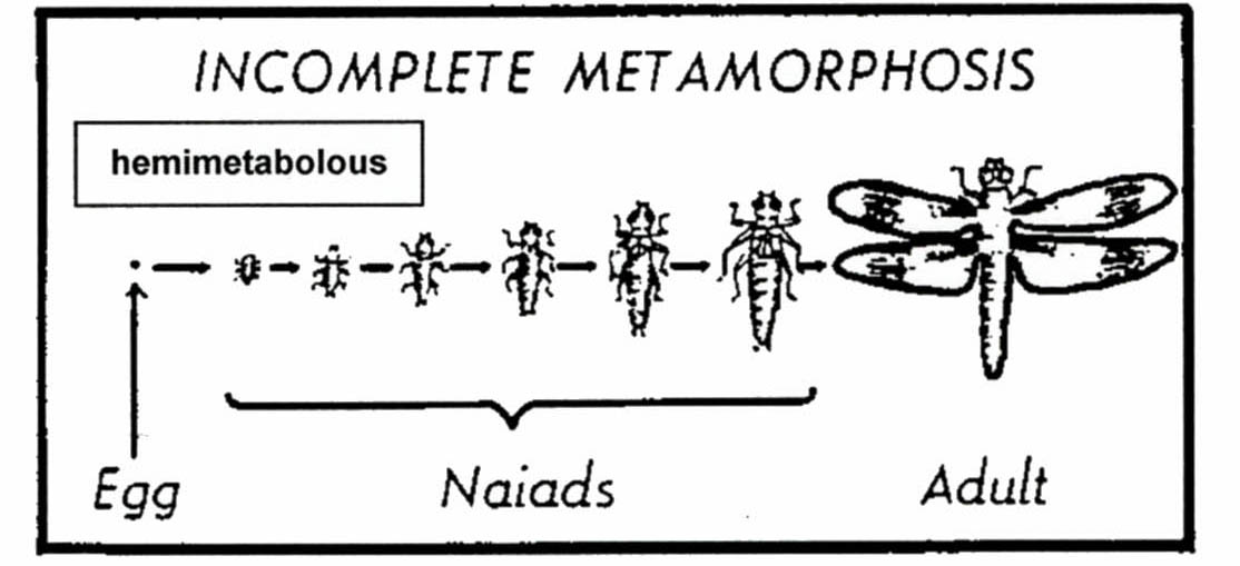 Diagram showing incomplete insect metamorphosis from egg through naiad stages to an adult dragonfly.