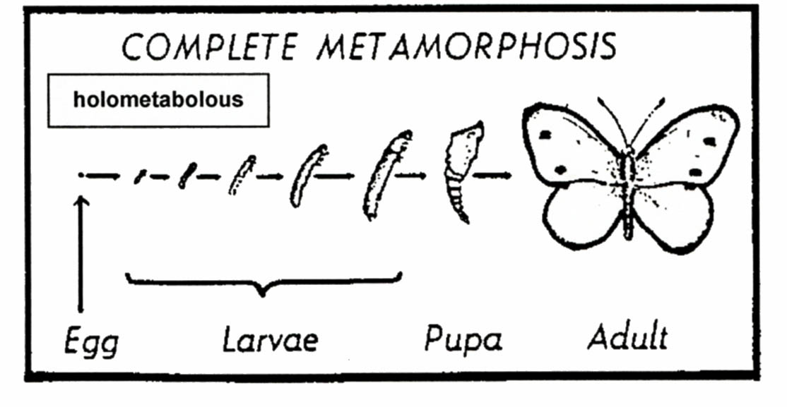 Diagram showing complete insect metamorphosis from egg to larva, pupa and adult butterfly.