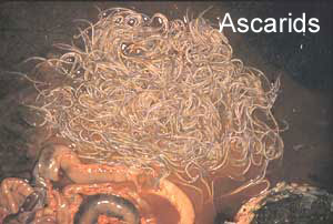 Ascarid (Roundworm) Parascaris Equorum