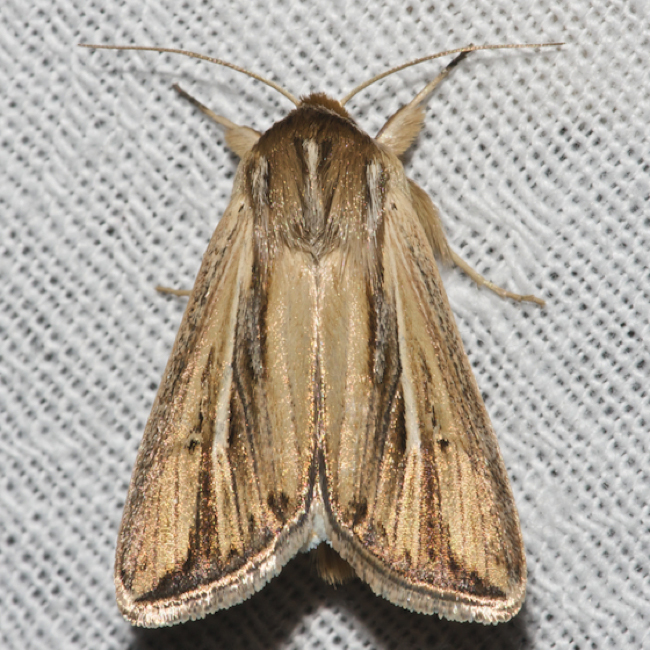 Wheat head armyworm adult moth.