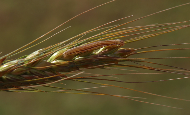 Wheathead armyworm caterpillar