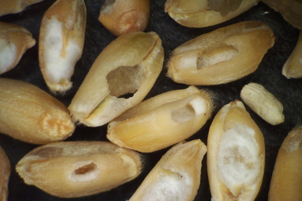 Wheat head armyworm damage to grain.