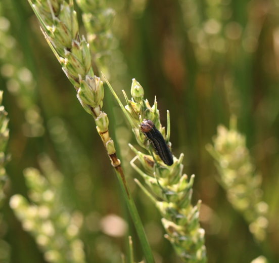 Armyworm damage to head