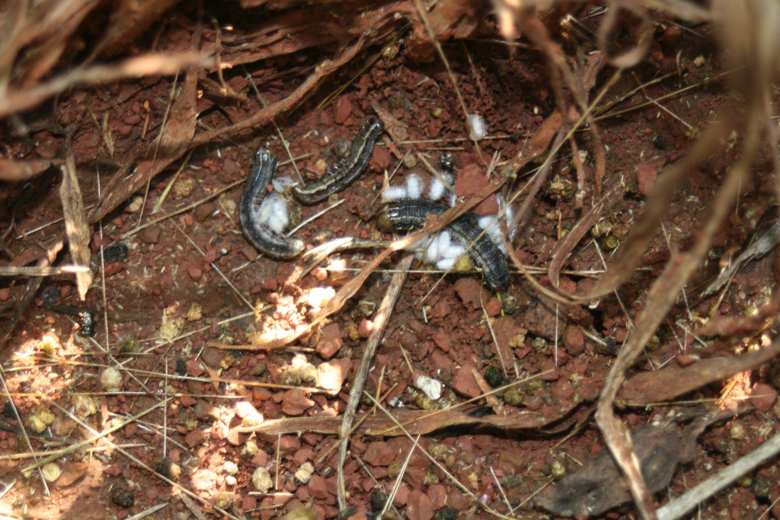 Armyworms parasitized by Glyptapanteles militaris.
