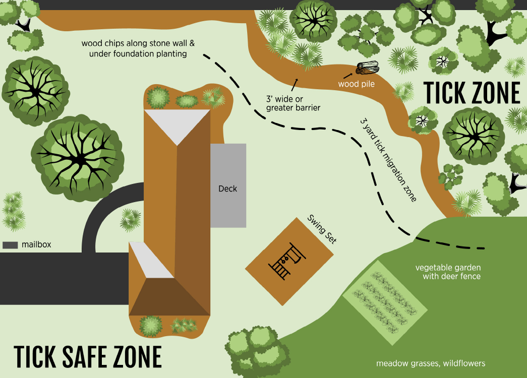 Diagram of a general homeowner landscape from www.cdc.gov. The diagram shows the areas of pattern for ticks. A tick zone is indicated in the green trees just beyond the house. A black dotted line across the diagram indicates the traveling patterns for the ticks. The dotted line begins with "wood chips along stone wall and under foundation planting" in black text. Next is "3' wide or greater barrier" in black text indicating that activities should be conducted more than 3 feet away from the woods. "wood pile" is in black text and three sketched logs are at the edge of the woods. "3 yard tick migration zone" is written in black text and indicated with the dotted line to emphasize that ticks congregate around wooded areas. Other areas of the homestead included and should be away from the tick zone are a vegetable garden with a deer fence, meadow, grasses, wildflowers, a swing set, the home and attached deck, and the home's driveway and mailbox on the other side of the house. The "tick safe zone" written in black text is on the opposite side of the house than the woods and other landscape features.