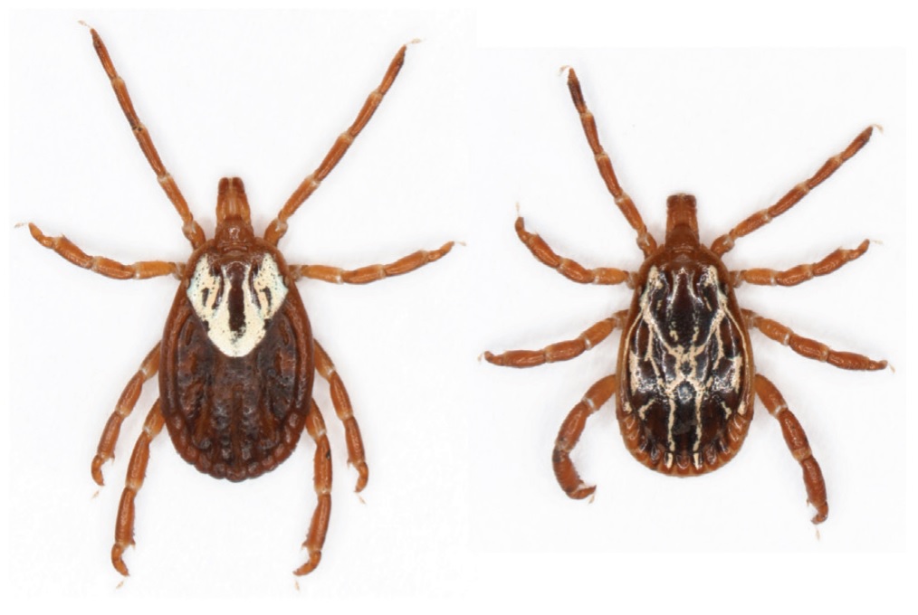 Can Ticks Cause Death In Dogs