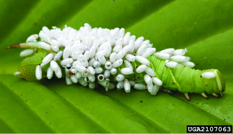 Cocoons of wasps on larva on a leaf