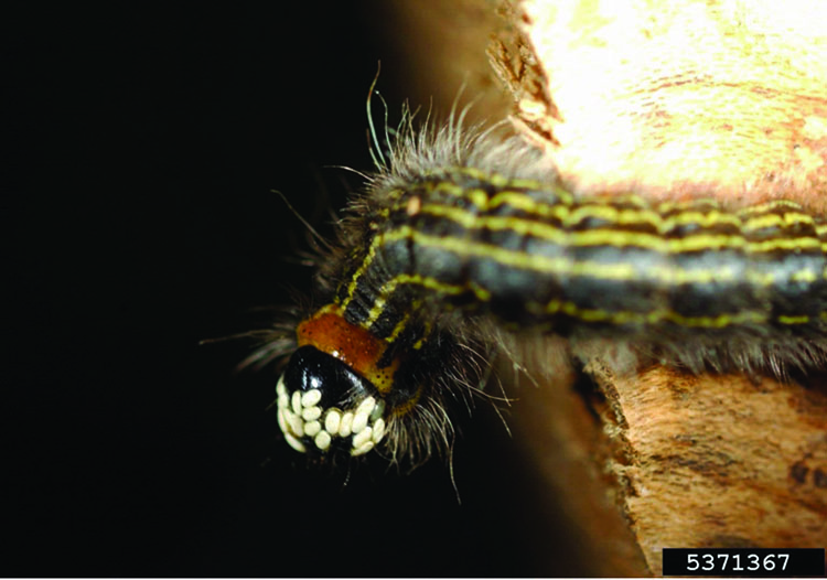 Fly eggs on caterpillar eyes.