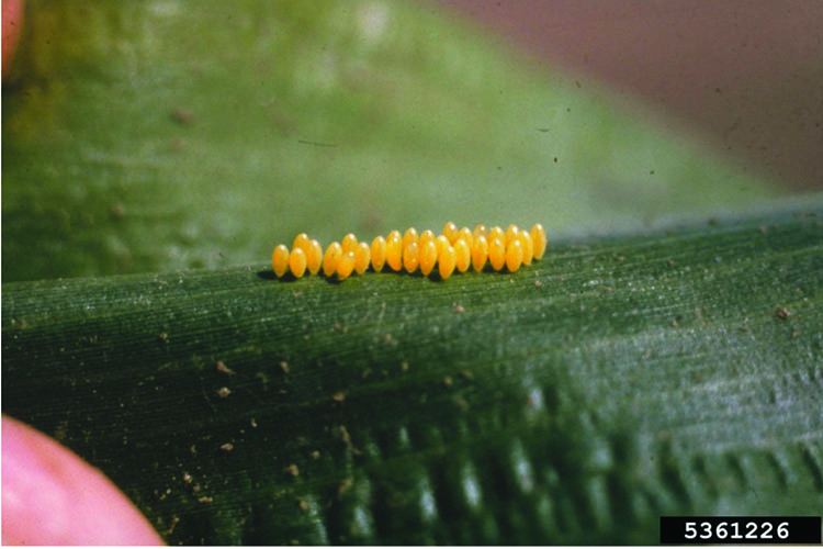 Yellow lady beetle eggs on a leaf