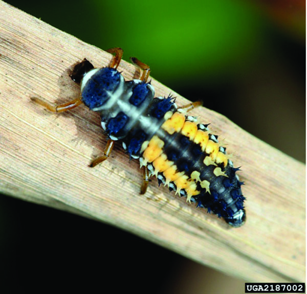 Black and yellow lady beetle larva