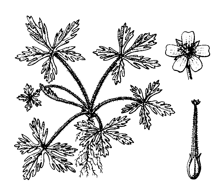 Cranesbill (Geranium carolinianum)