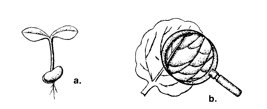 Dicot seed and dicot veins. Dicot seed and dicot veins.