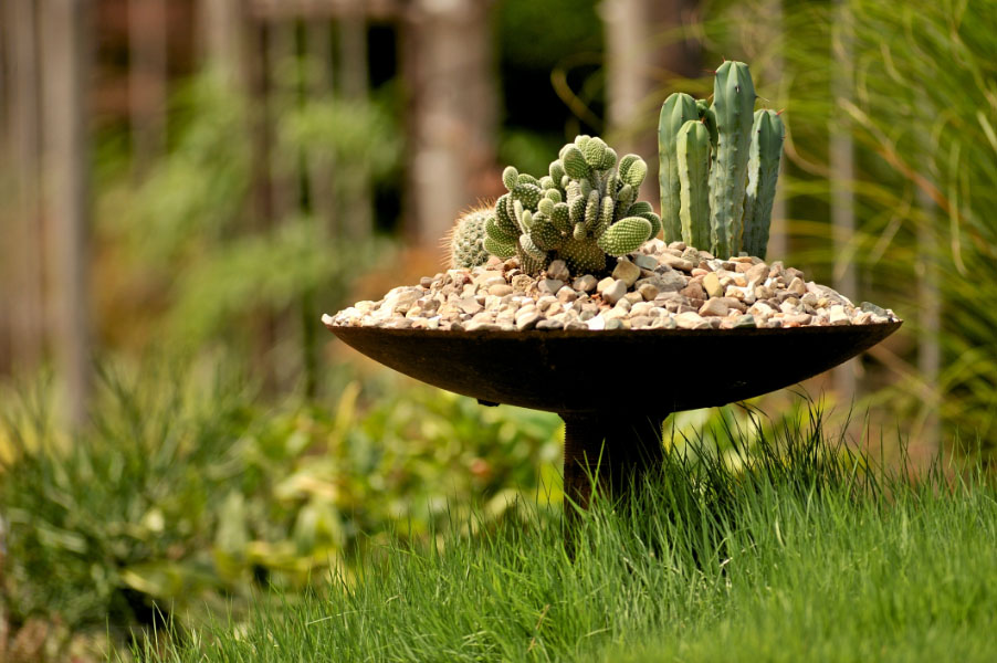 Container Gardening  Oklahoma State University