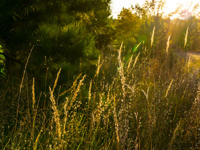 Converting Introduced Grasses to Rangeland | Oklahoma State University