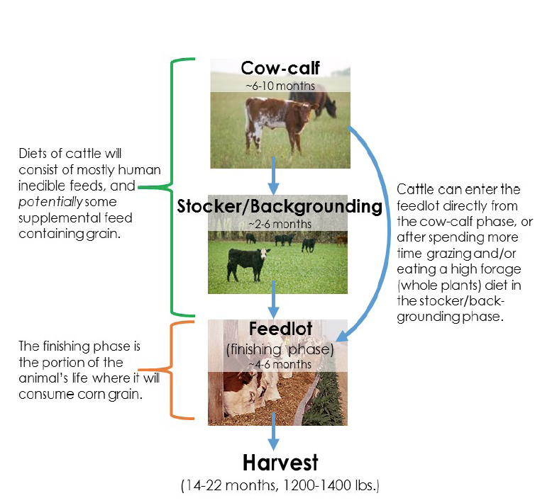 How Many Acres Of Corn Does It Take To Feed A Cow All About Cow Photos