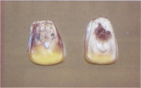 A cob-rot damage can be seen without opening the kernel.