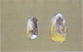 Whole or broken kernels which have dirt on the exposed part of the kernel is not mold.