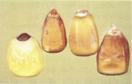Drier damage kernels that are discolored, wrinkled, and blistered in appearance.