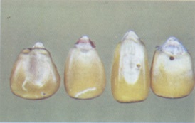 Kernels which bear evidence of boring or tunneling indicating the presence within the kernels of insects and kernels in which noticeable weevil-bored holes have been eaten shall be considered damaged.