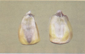 Kernels of corn which are sprouted are considered damaged.
