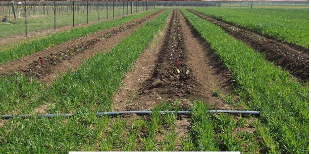 Strip tillage. Strip tillage.