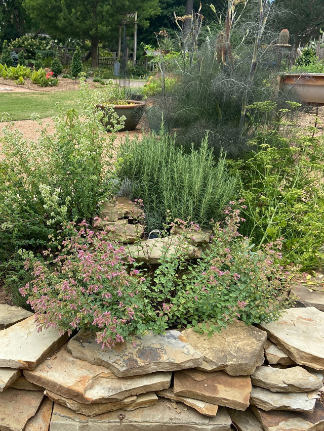 https://extension.okstate.edu/fact-sheets/images/culinary-herbs-for-oklahoma-gardens/figure-1-herbs-1.jpg