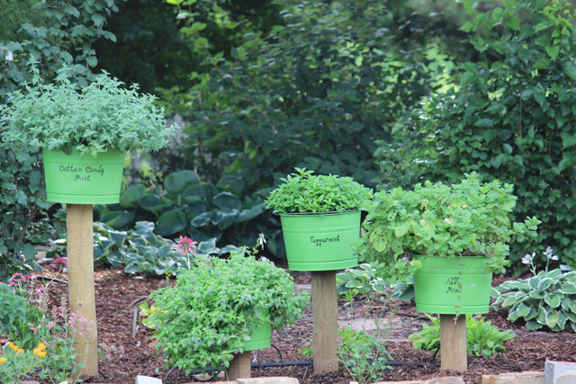 Mint garden in green containers Mint garden in green containers