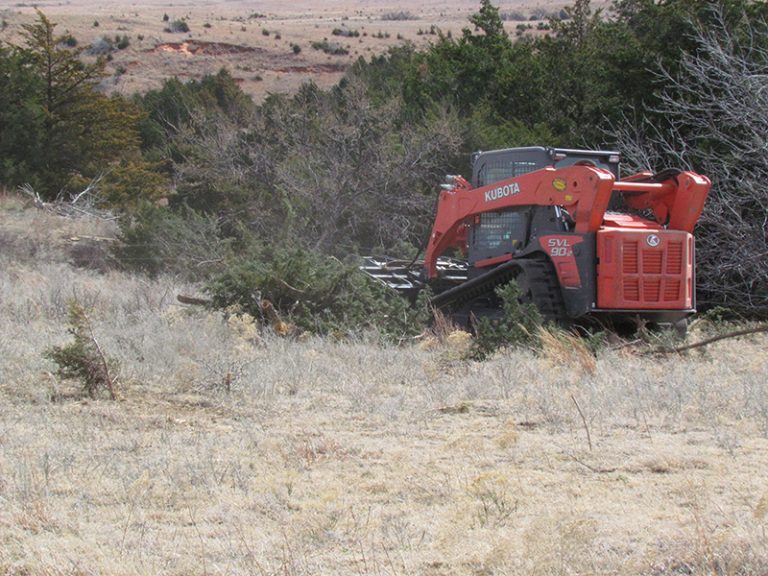 A tractor clearing a field of cut down cedar trees.