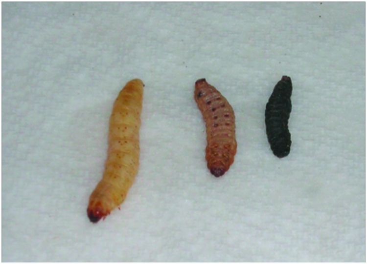  Healthy Galleria mellonella or “waxworm” (left), waxworm infected with Steinerma carpocapsae (middle), and waxworm infected with Steinernema glaseri (right).