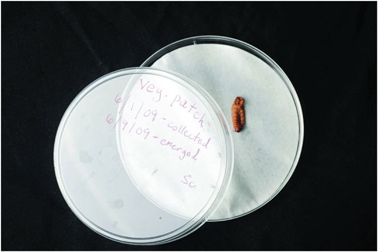 nfected waxworm cadaver paced on a moist piece of paper towel (or filter paper) in a covered dish.
