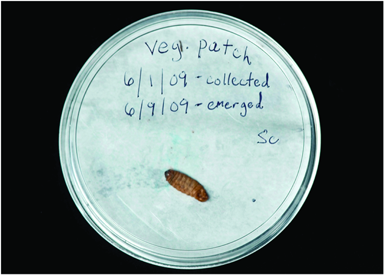 Infected waxworm cadaver on moist piece of paper towel with correctly labeled lid placed on the dish.