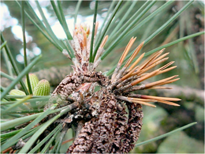 Pine needles are stunted and killed as they emerge in the spring.