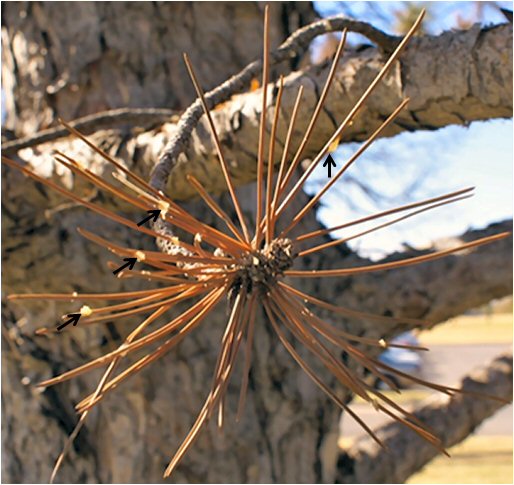 Drops of white to amber colored resin are indicated by arrows on the needles of this pine shoot.