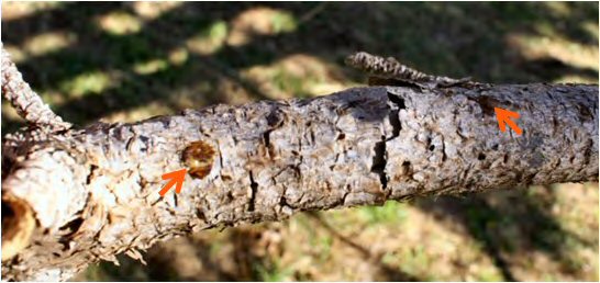 Over time, Diplodia tip blight and canker disease causes resinous cankers (arrows) and broken areas on limbs.
