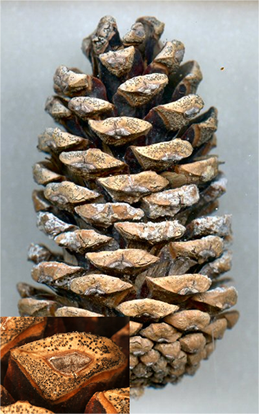 Fungal fruiting structures may develop on pine cone scales. Inset shows the black pepper sized structures on a single cone scale.